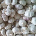 Exported Standard Quality of Fresh White Garlic